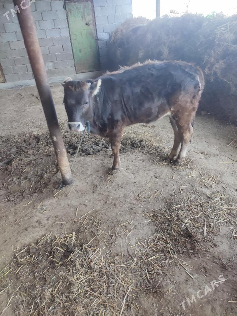 tüwe göle - Гёкдепе - img 1