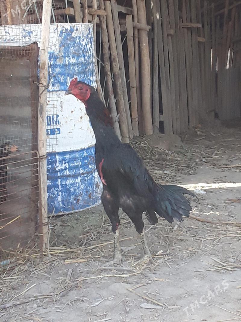 horaz - Sakar - img 1