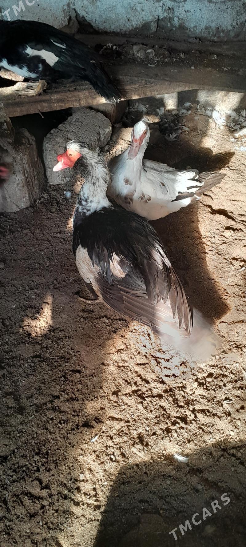 indautgalar - Çoganly - img 1