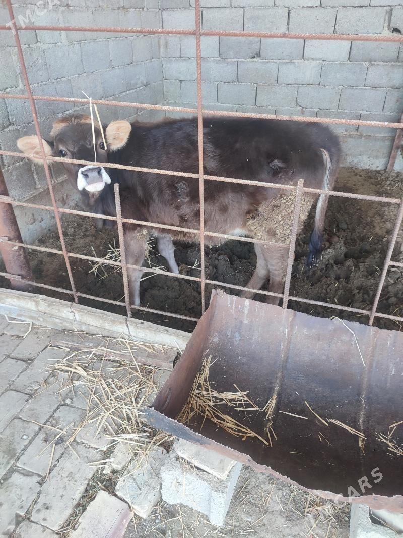 tüwe göle - Гёкдепе - img 1