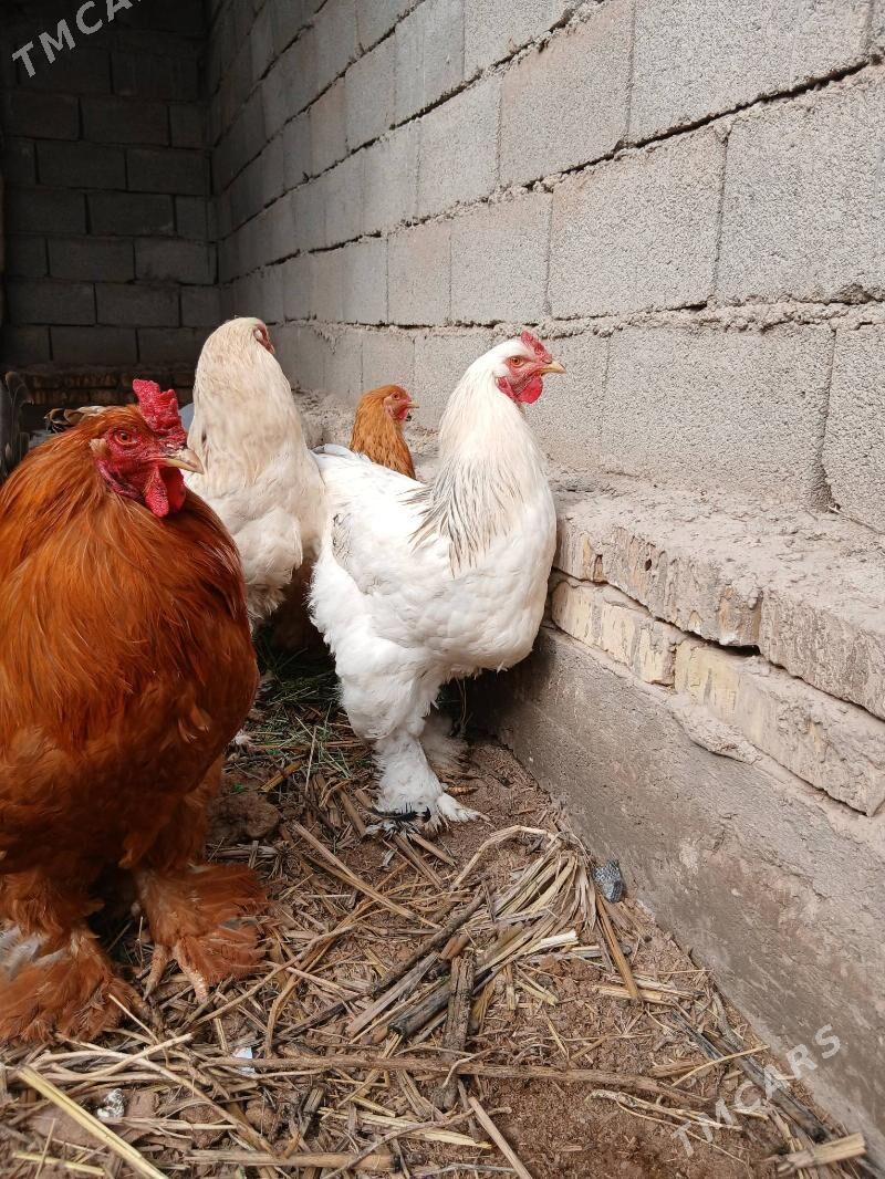 ак брама хоразлар - Şabat etr. - img 1