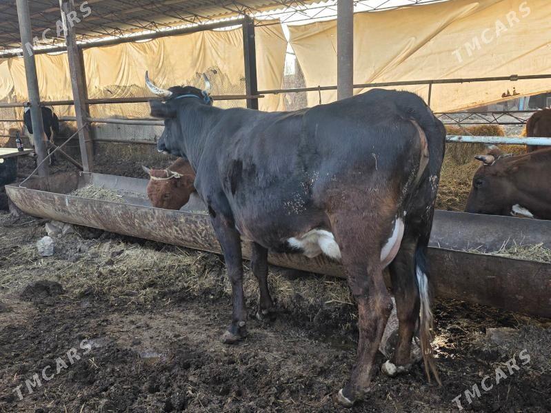 Sygyr - Çärjew - img 1