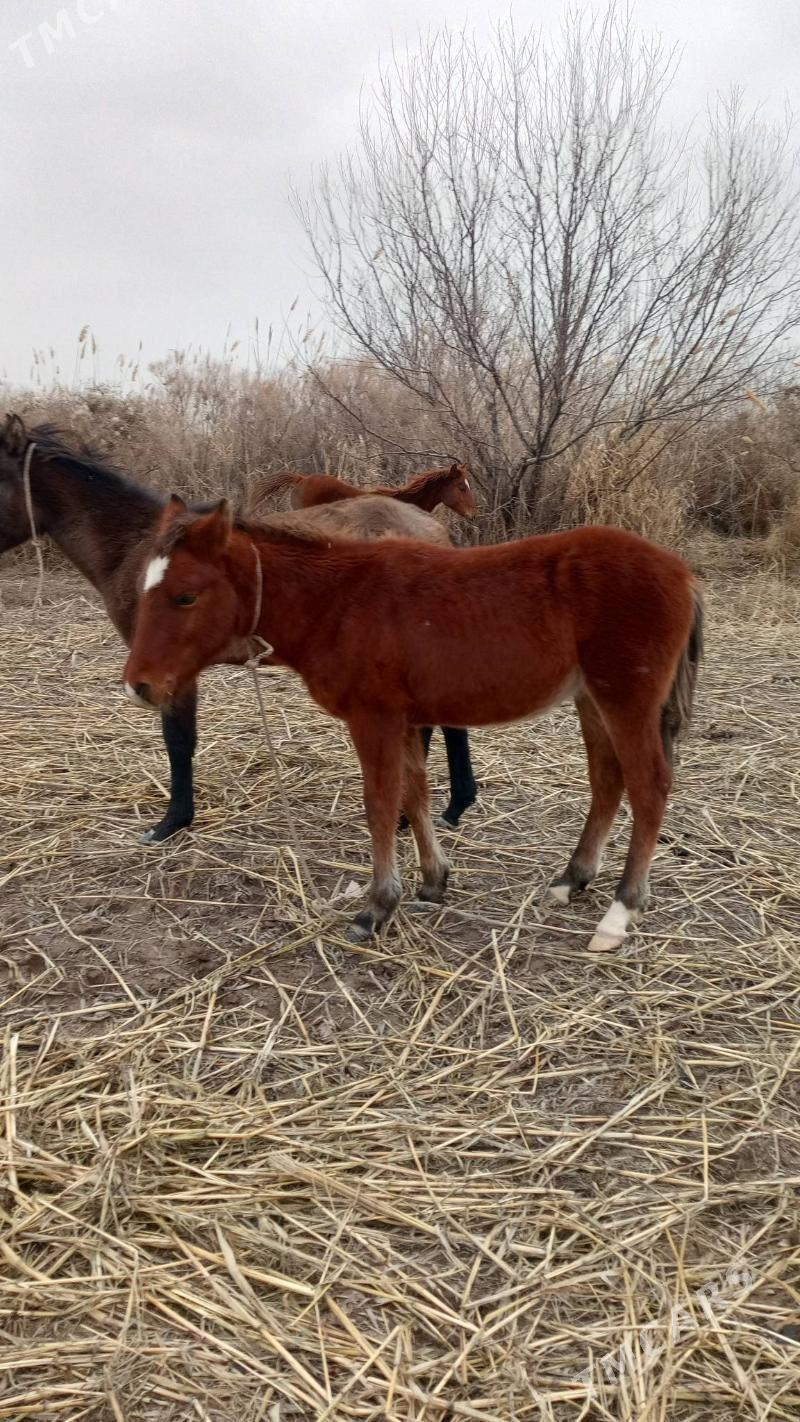 at - Кёнеургенч - img 1