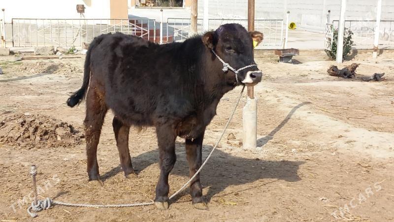 Şiwes okuz - Büzmeýin - img 1