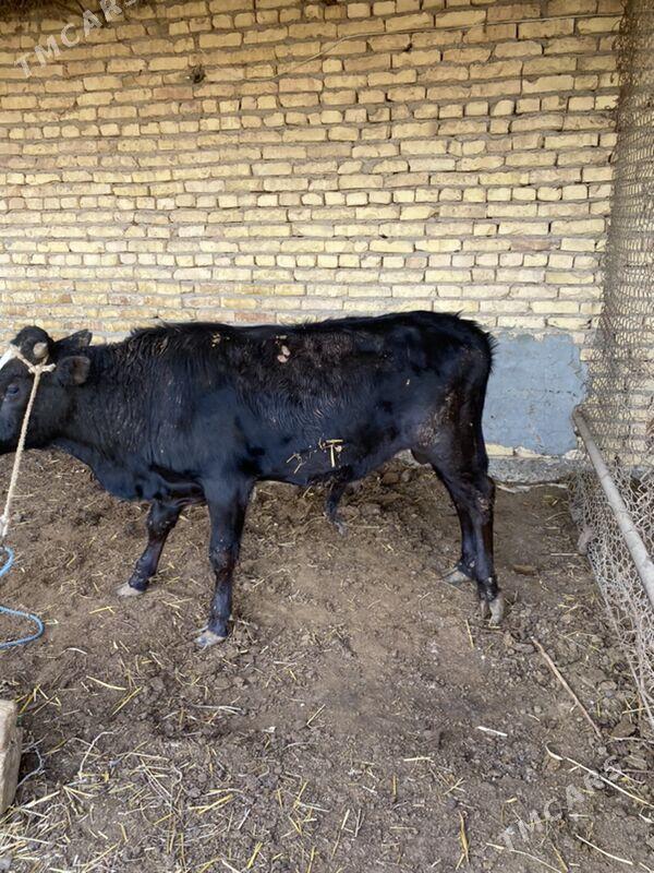 öküz - Çärjew - img 1