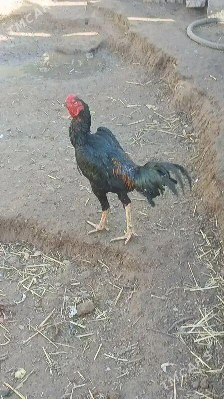 Hor - Aşgabat - img 1