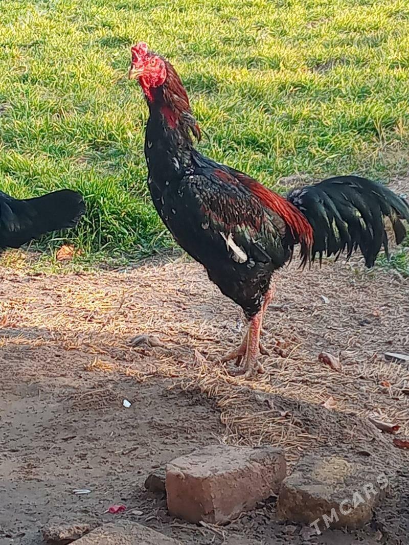 horaz - Wekilbazar - img 1