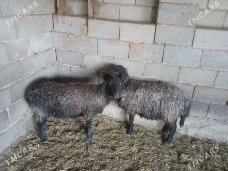 GOYUN - Bäherden - img 1