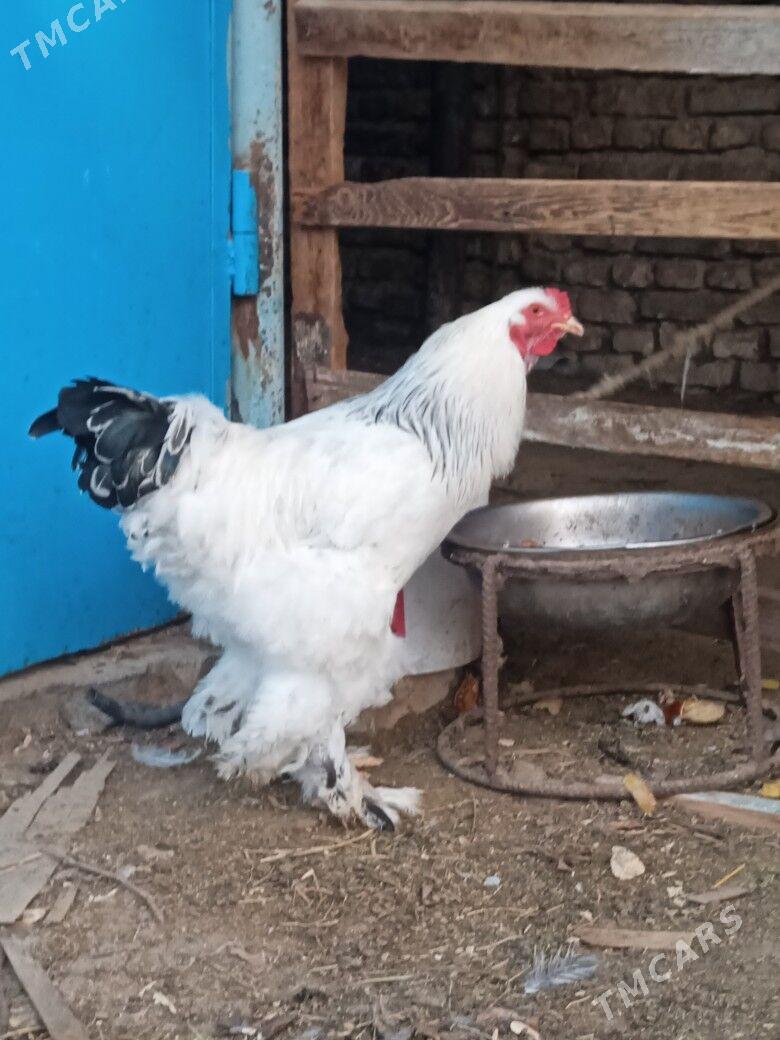 brama - Hitrowka - img 1