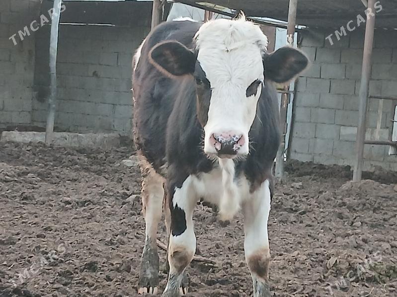 Ala tüwe - Ашхабад - img 1