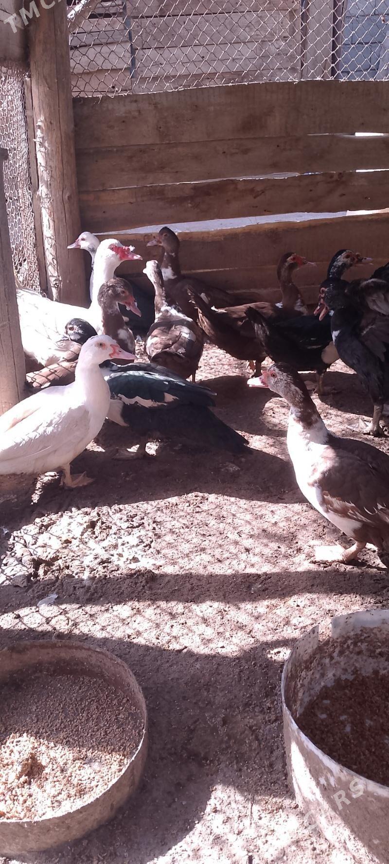 indawutga - Änew - img 1