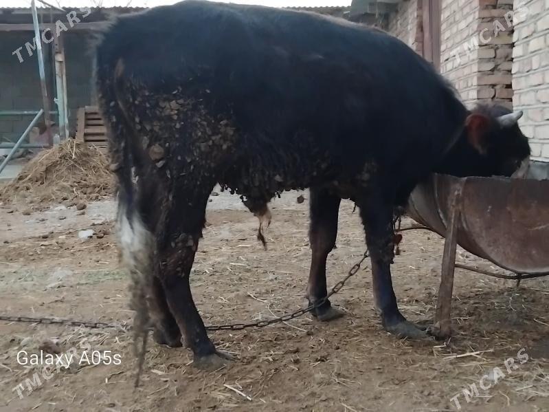 ōküz - Bäherden - img 1