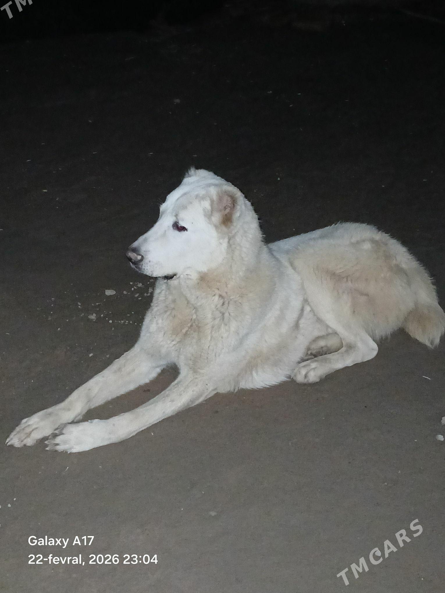 ak gus - Шабатский этрап - img 1