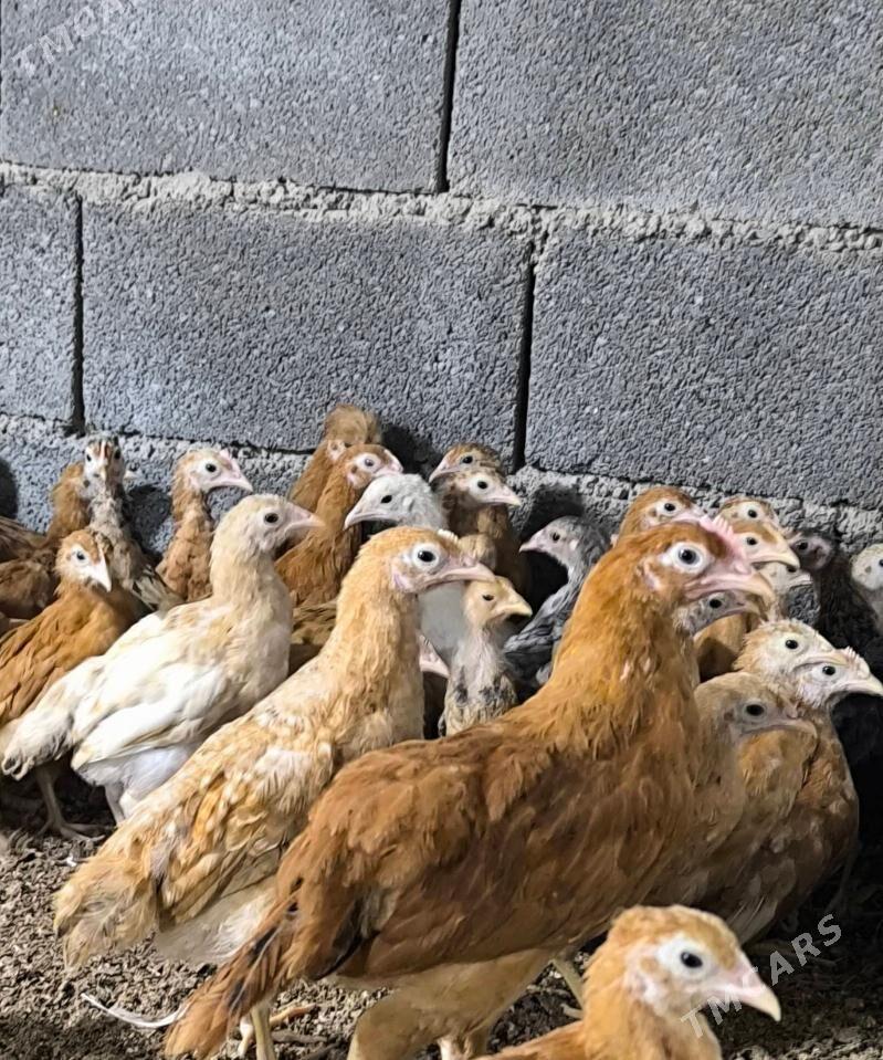 juyje - Бузмеин - img 1