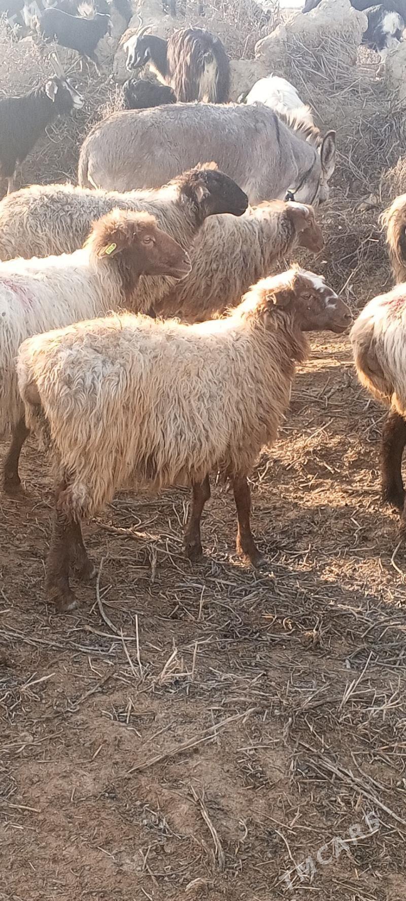 İşşek - Яшлык - img 1