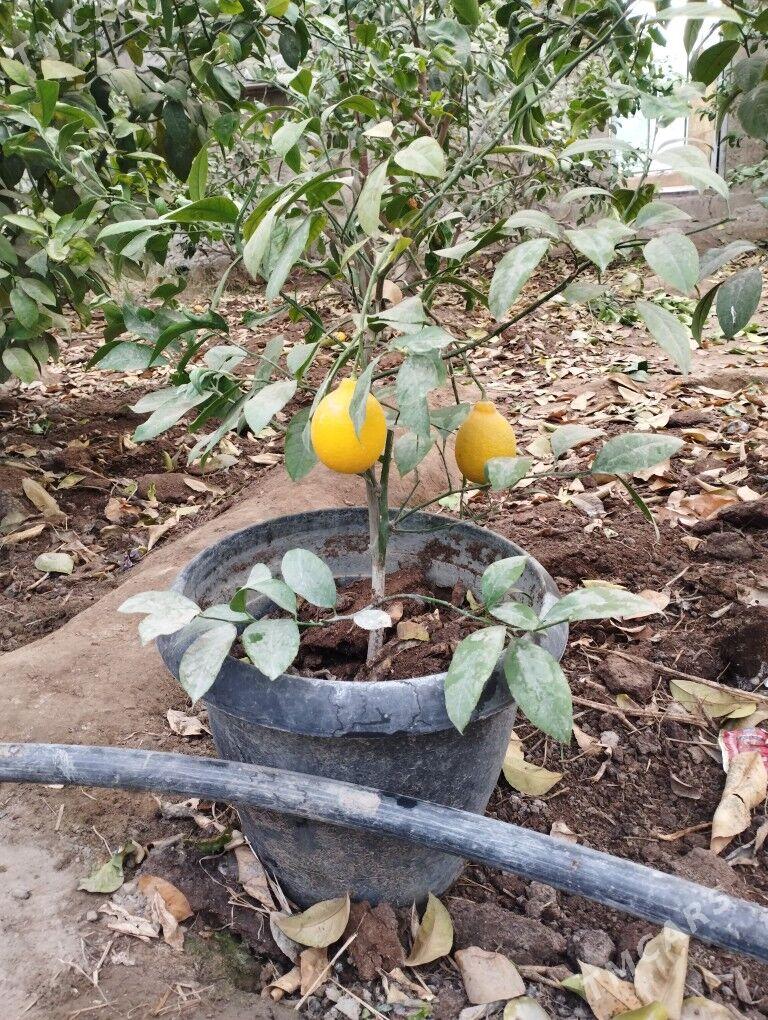 limon bedreli - Gökdepe - img 1