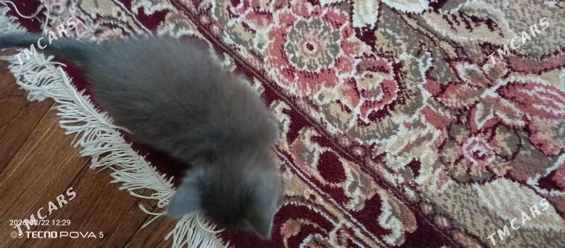 шотландский примоухие - Ашхабад - img 1