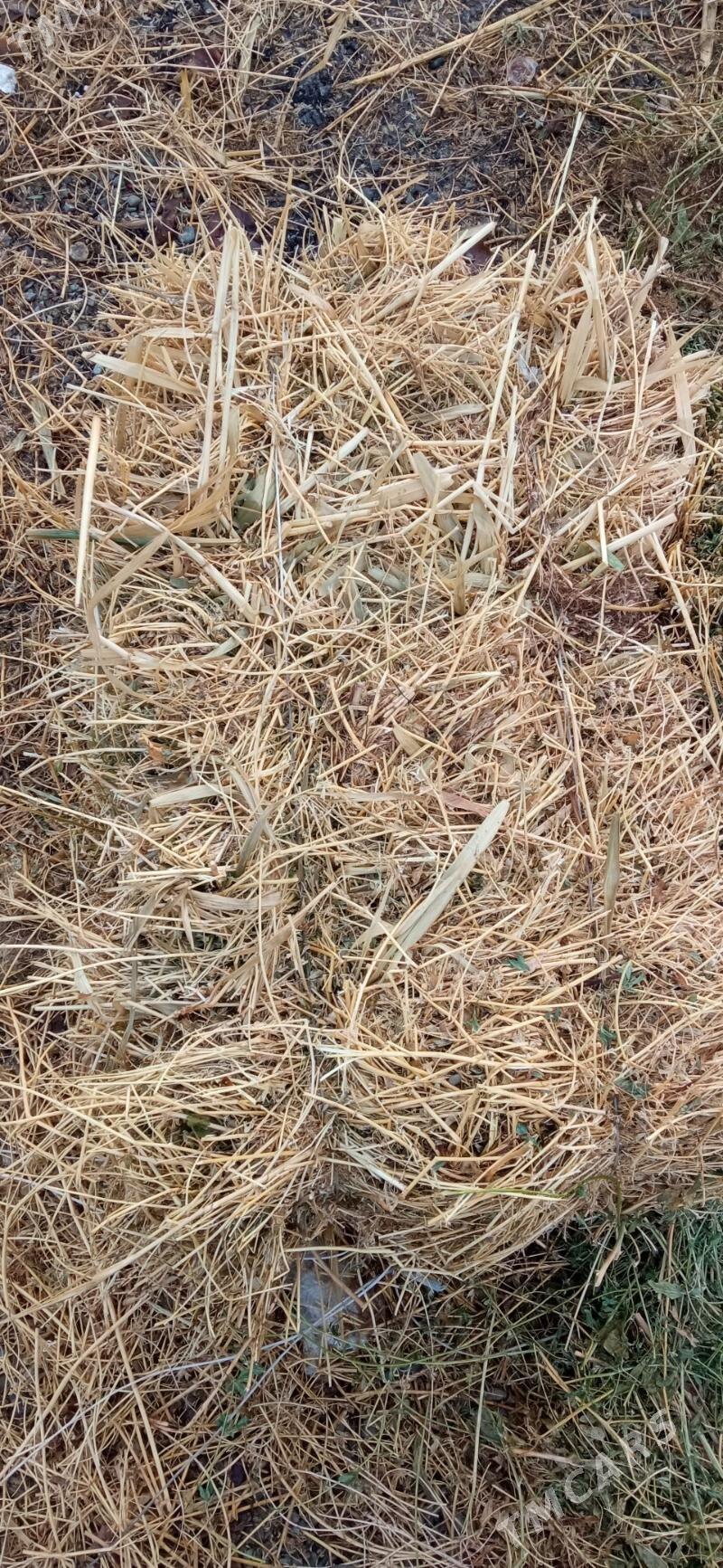 yorunja - Bäherden - img 1