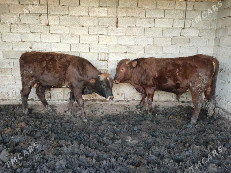 Bakylan Öküzler 2 sany - Векильбазар - img 1