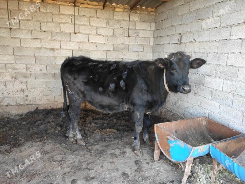 bakylan gulajyn - Векильбазар - img 1