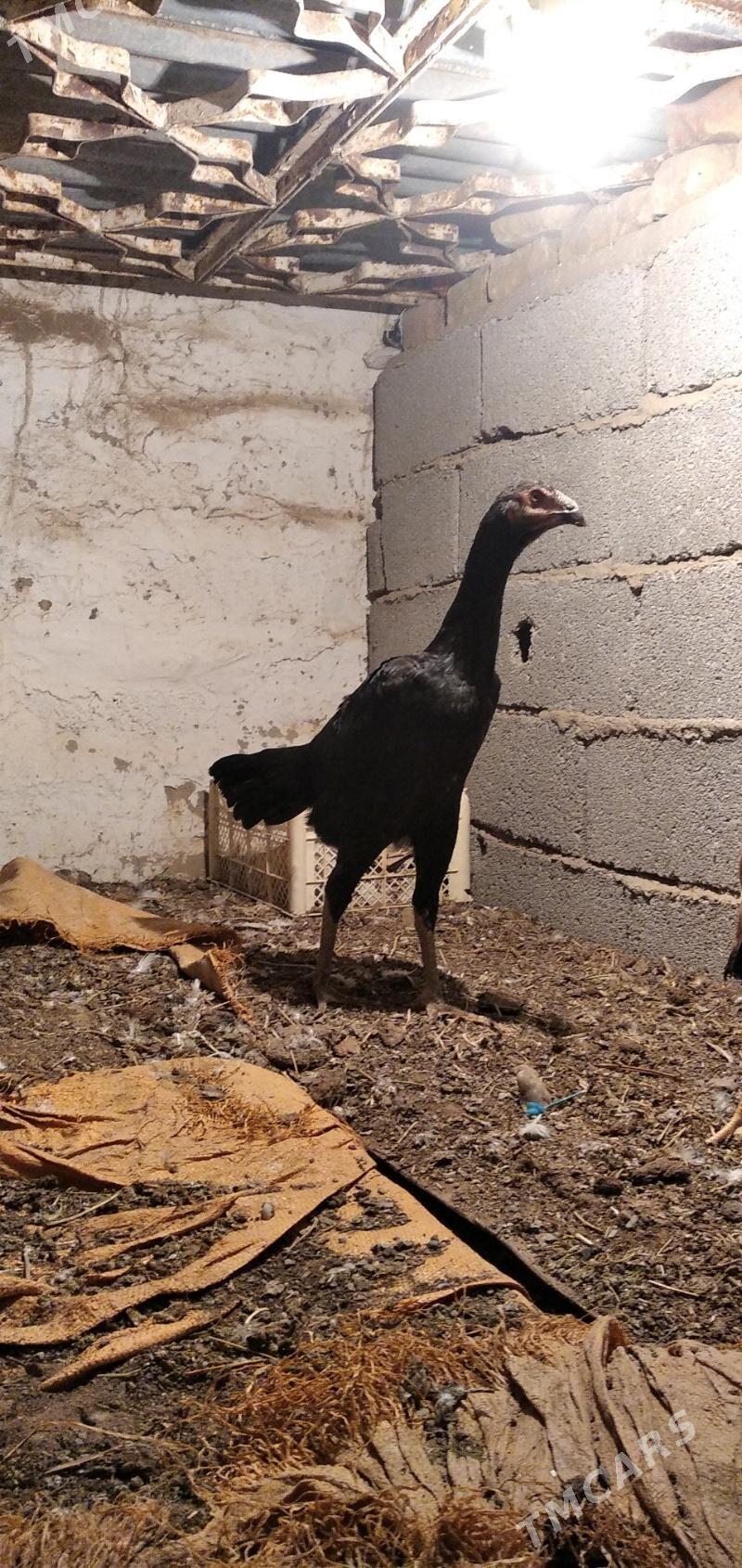 taśkent touwk - Ашхабад - img 1