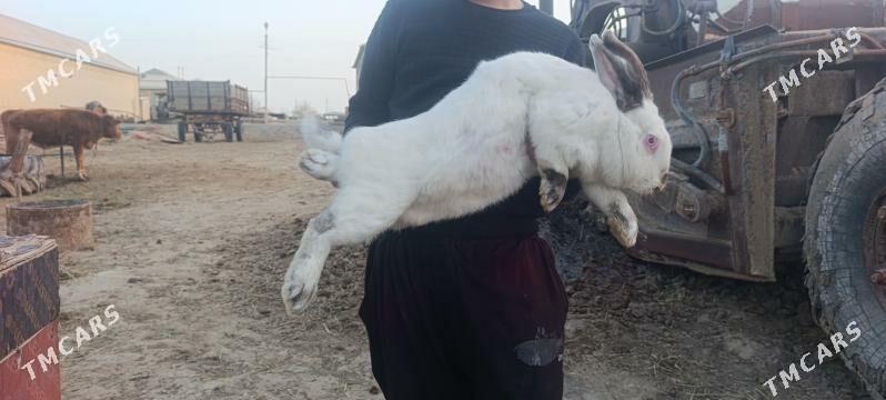 towsan - Sakarçäge - img 1