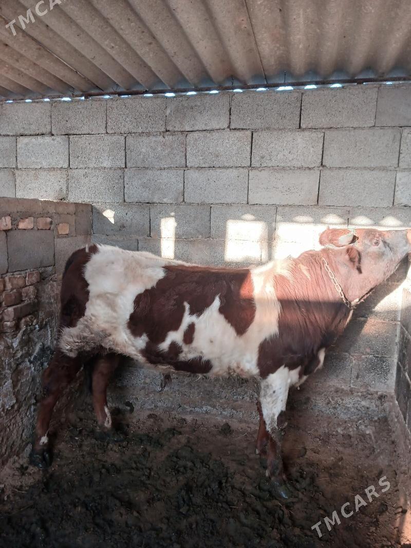 ÖKÜZ - Гёкдепе - img 1