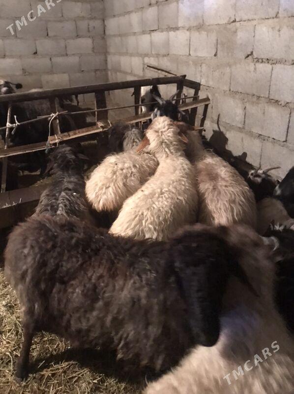 bogaž goÿn - Bäherden - img 1