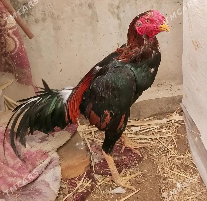 хораз - Туркменабат - img 1