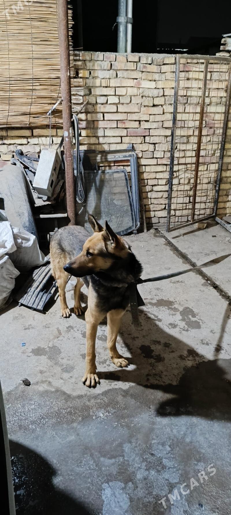 животные - Мары - img 1