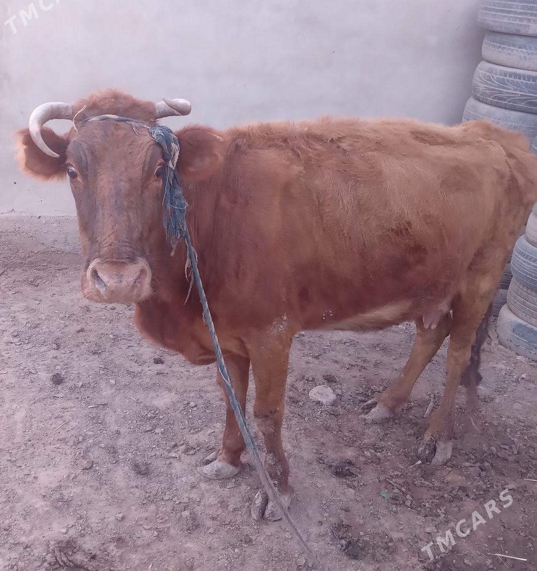 Sygyr - Теджен - img 1