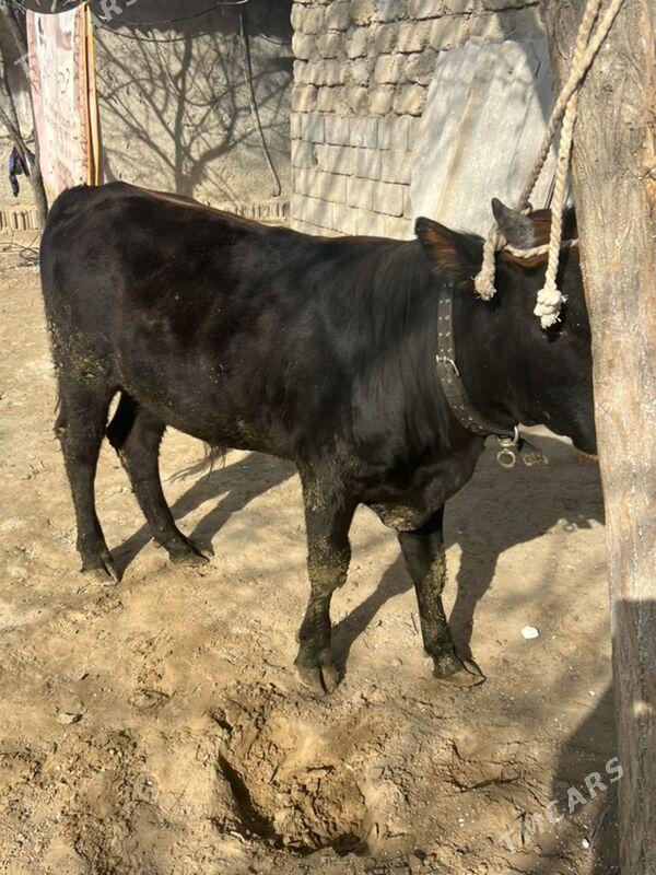 öküz - Анев - img 1