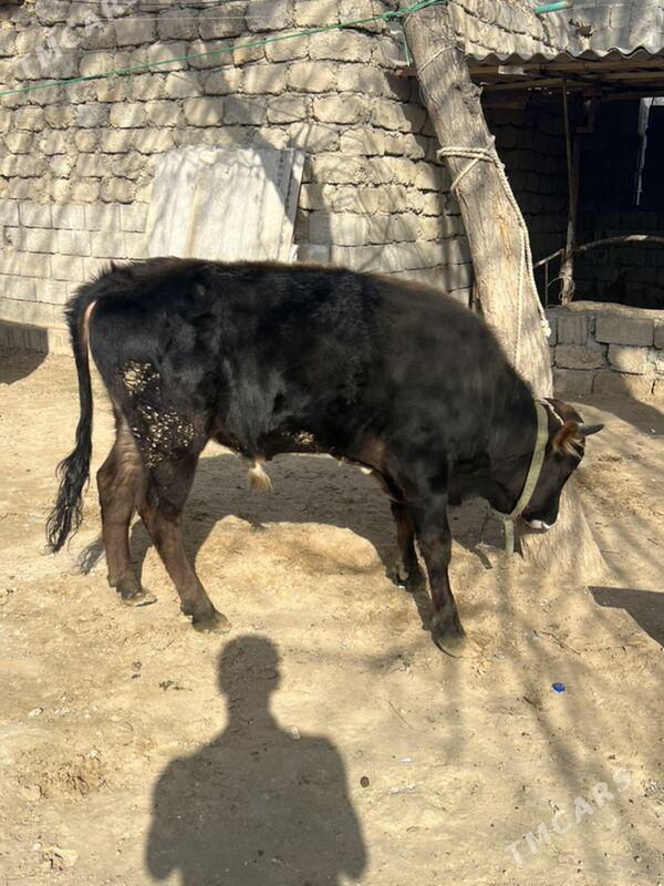 okuz - Анев - img 1