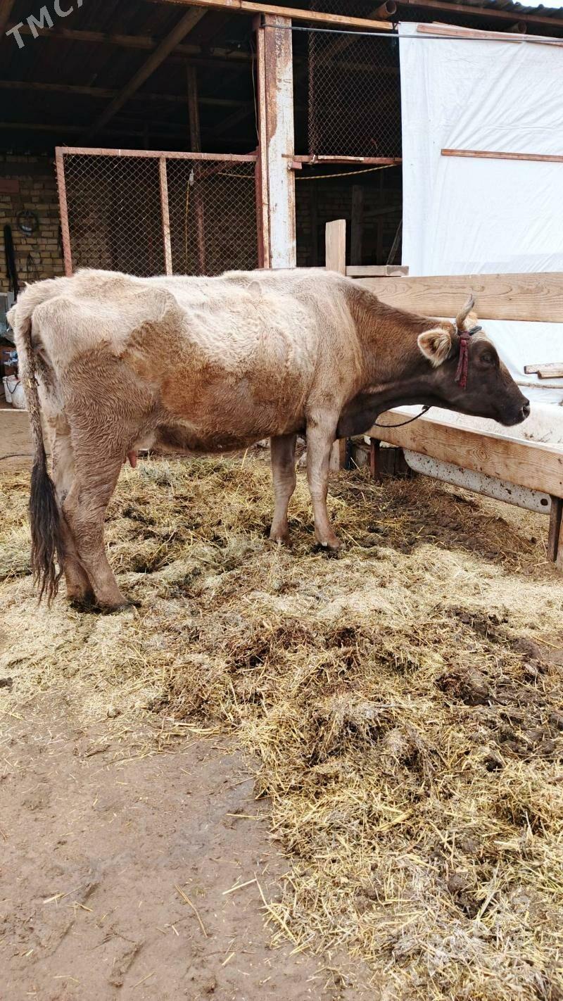 Sygyr - Гёкдепе - img 1