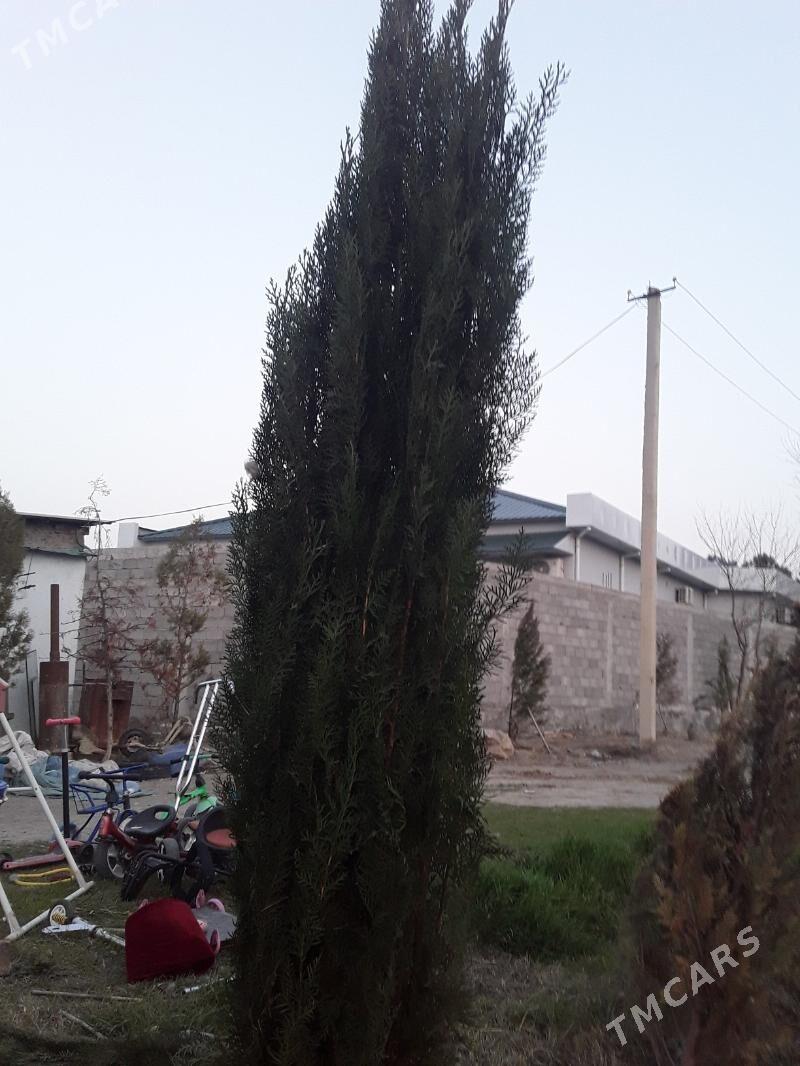 yolka - Багир - img 1