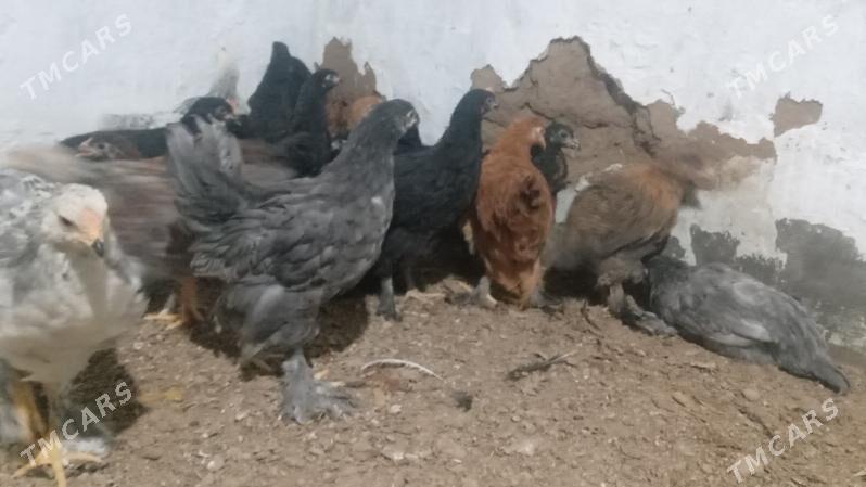 balakly juje - Mary - img 1