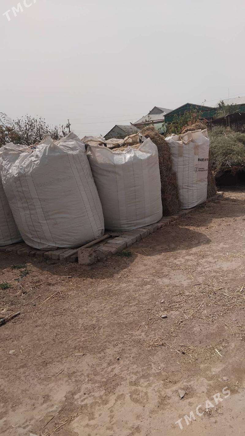 üwelen ot - Сакарчага - img 1