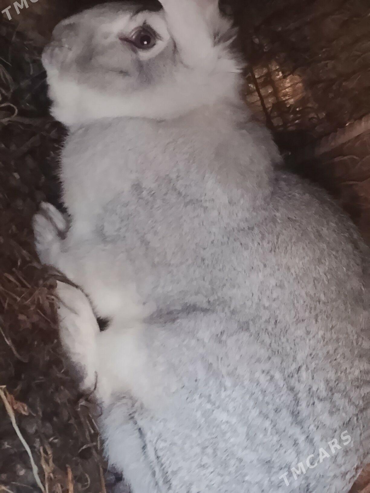 welkan towsan erkek - Türkmenabat - img 1