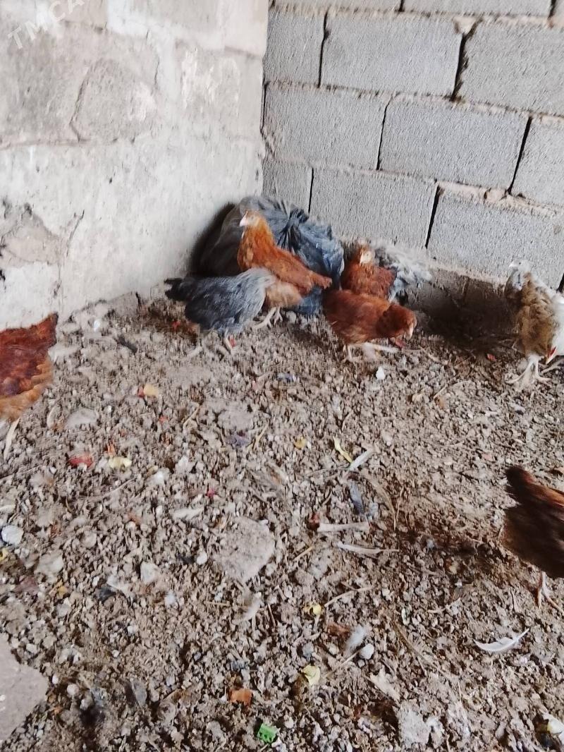 towuk.juje - Багир - img 1