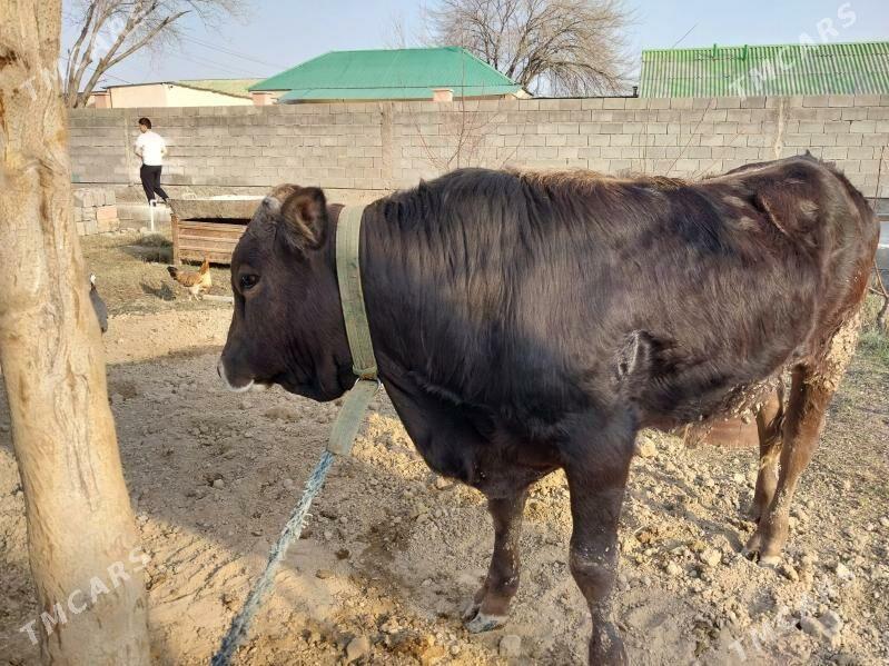 okuz - Köşi - img 1