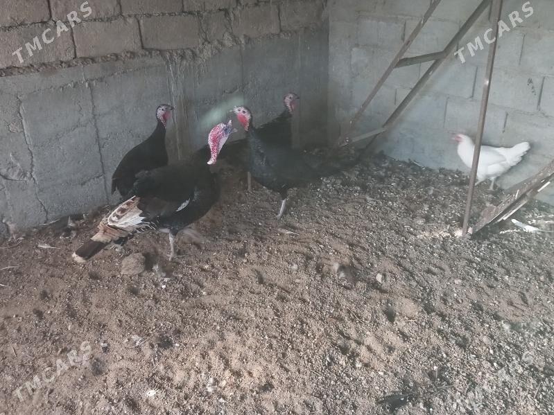 Induk - Гёкдепе - img 1