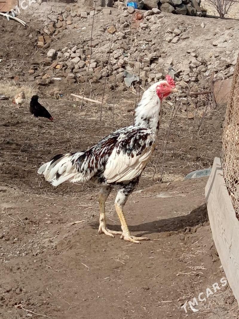 HORAZ - Daşoguz - img 1