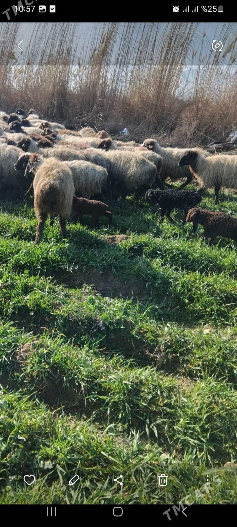 guzyly goyun boğaz goyun - Бахарден - img 1