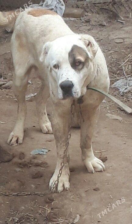 Ajdar - Gurbansoltan Eje - img 1