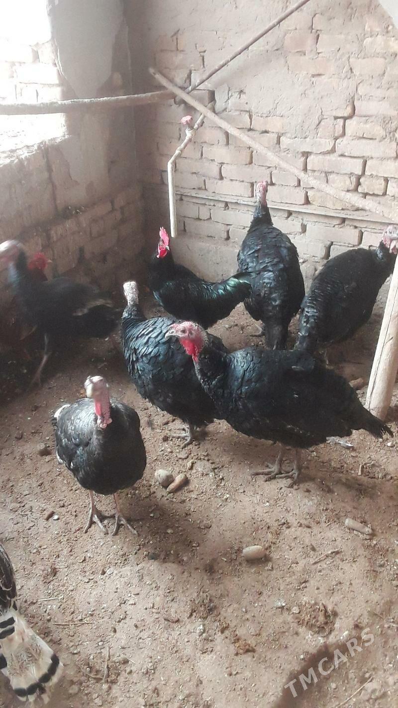 Induklar - Гурбансолтан Едже - img 1