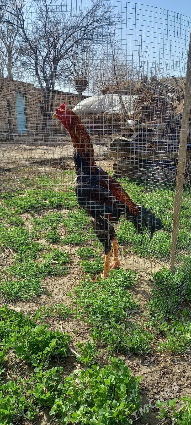 juje - Туркменабат - img 1