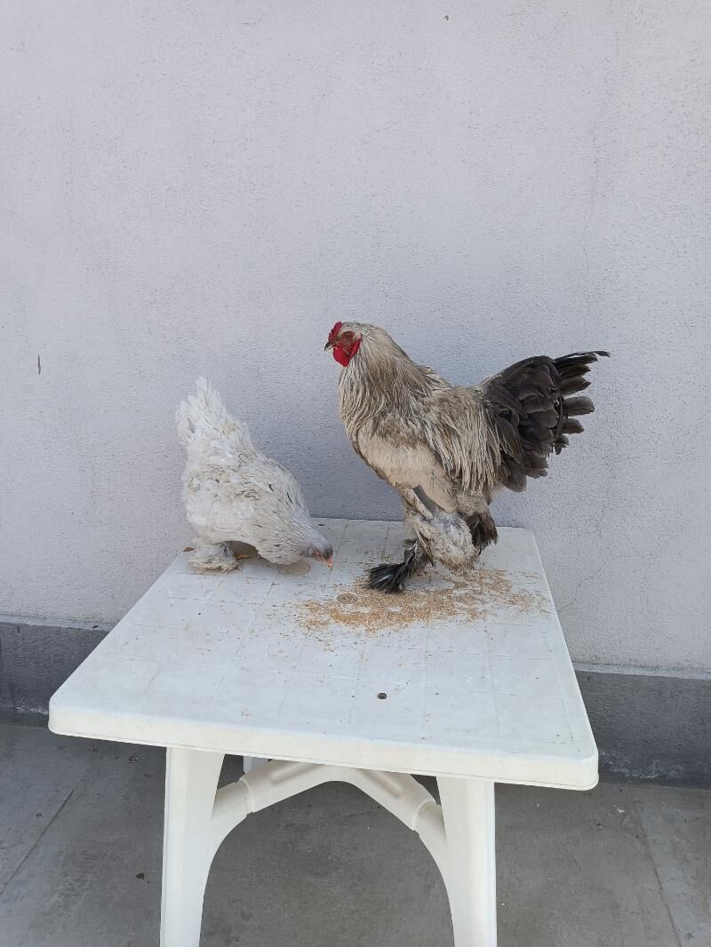 brama - Чоганлы - img 1