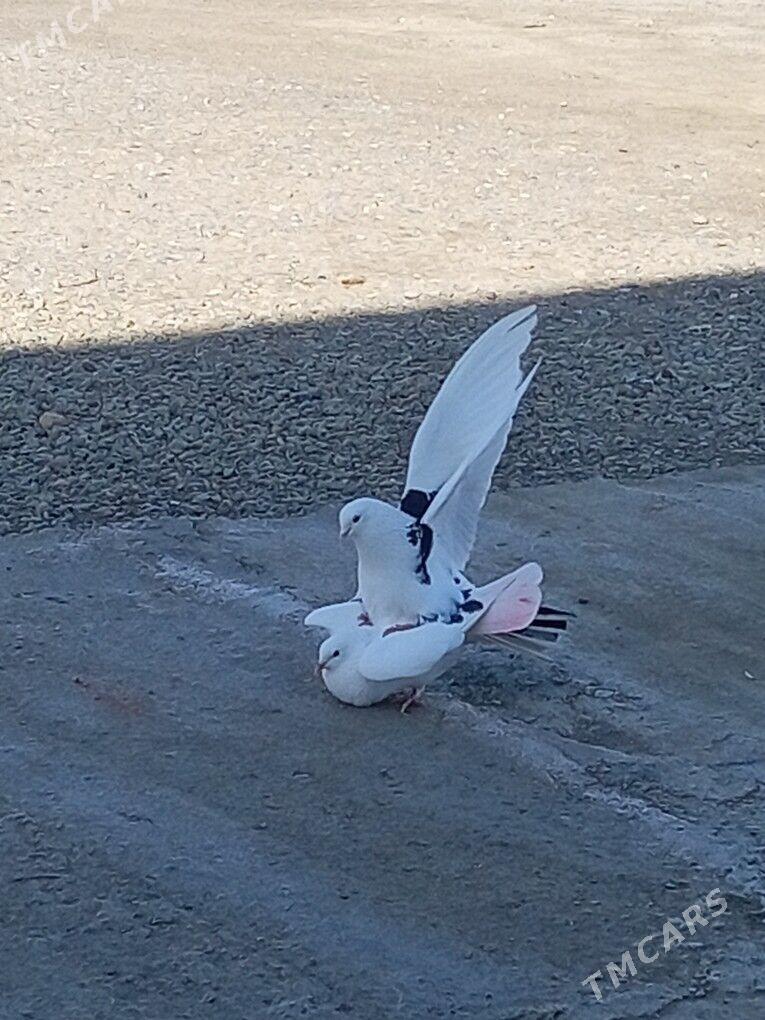 Kepderi - Берекет - img 1