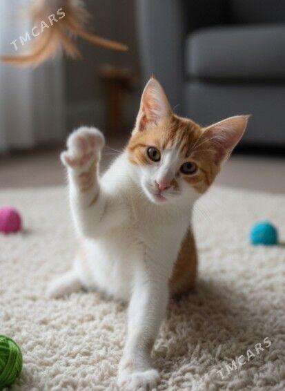 Ирис, 3,5мес - Ашхабад - img 1