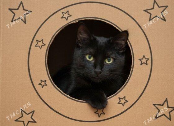 Черныш, 4мес - Ашхабад - img 1